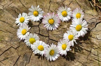 daisy-712892